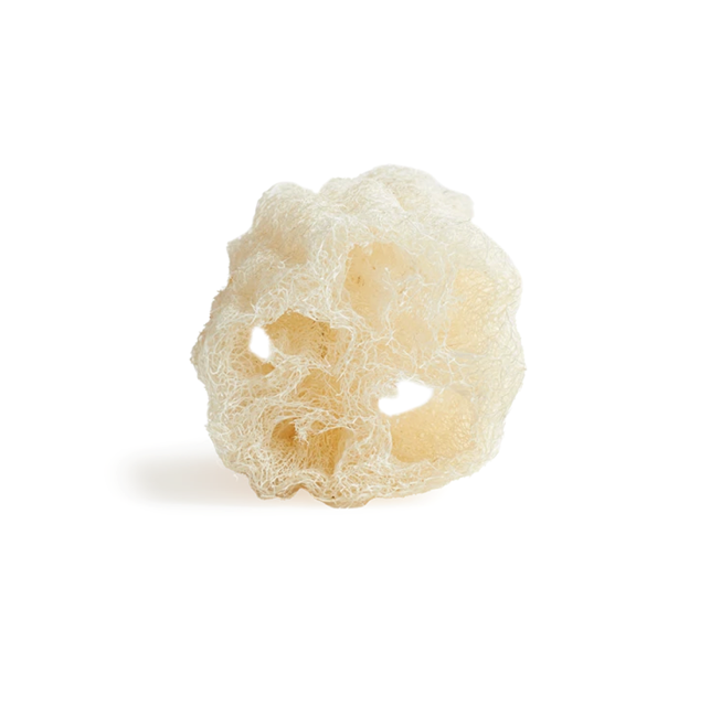 Cucurbita (Luffa) - Schwamm