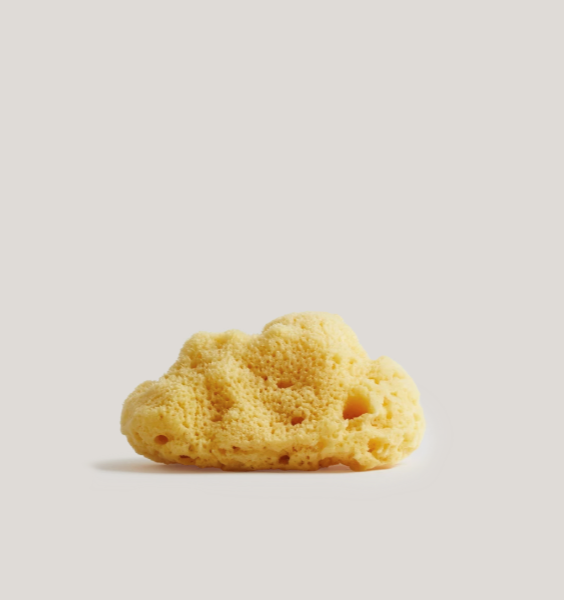 Team DR. Joseph Meeresschwamm